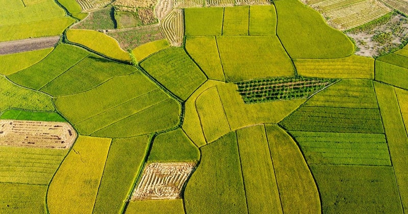 Manger local et de saison : 15 recettes végétariennes pour réduire son impact